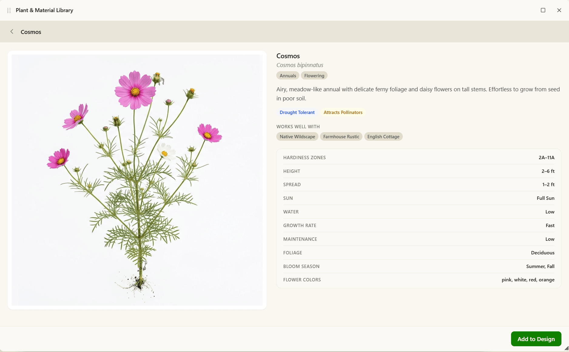 Cosmos plant detail