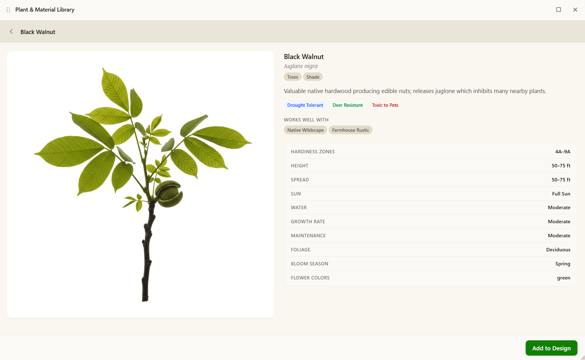 Black Walnut plant detail